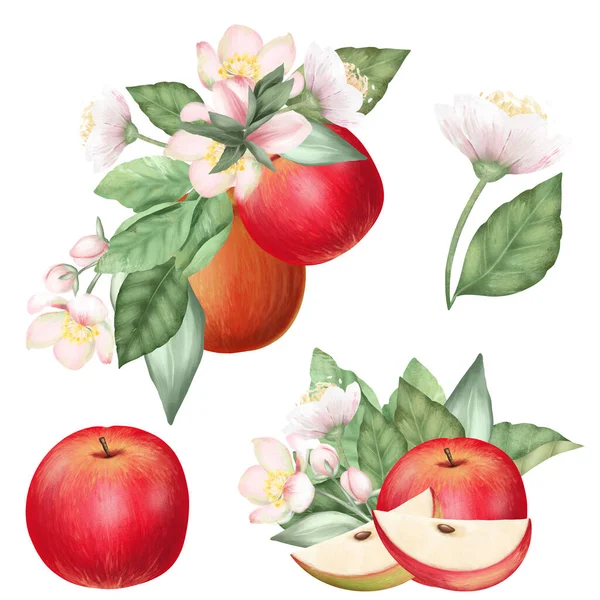 Set of ripe red apples and blooming apple tree flowers, hand drawn isolated illustration on white background