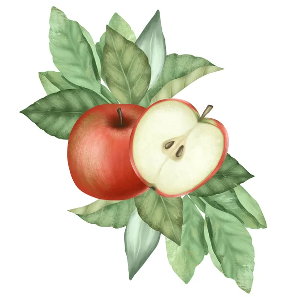 Skład Dojrzałych Czerwonych Jabłek Liści Jabłoni Odosobniona Ilustracja Białym Tle — Zdjęcie stockowe