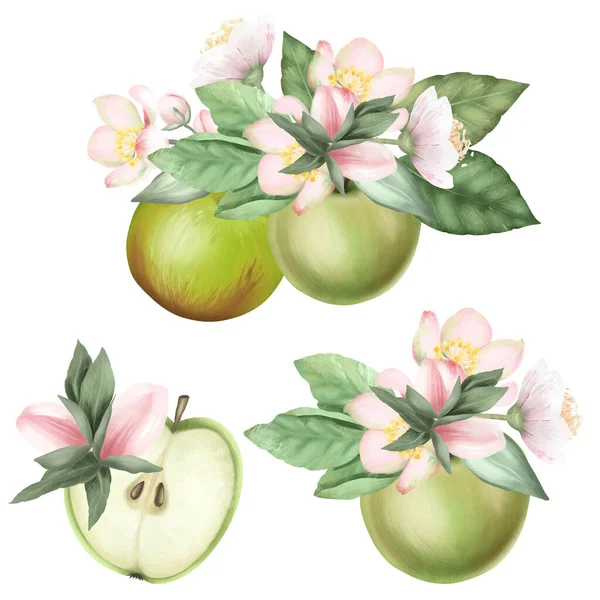 熟した緑のリンゴと開花リンゴの木の枝 春のリンゴの花束 白い背景に手描きの孤立したイラストのセット — ストック写真