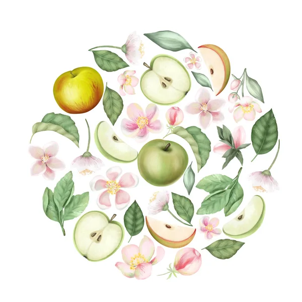 Round composition of hand drawn apple tree flowers, green apples and leaves, isolated on a white background