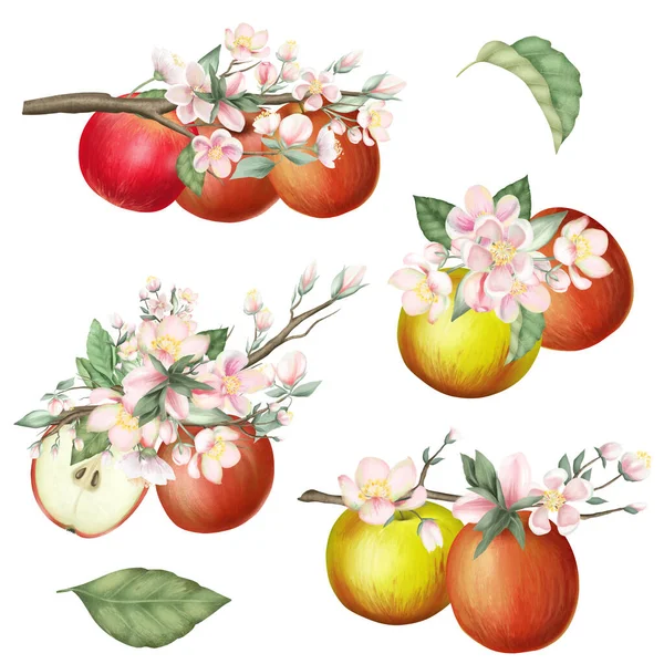 Set of ripe red apples and blooming apple tree branches, spring apple bouquets, hand drawn isolated illustration on white background
