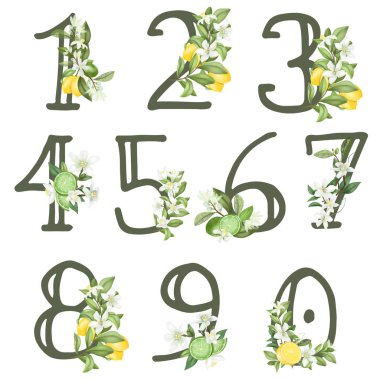 Set of floral numbers with lemon flowers, leaves and lemons, isolated illustration on white background, for wedding monogram, greeting cards, logo