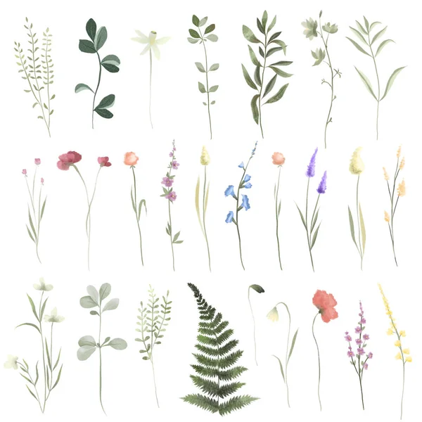 Set Watercolor Wildflowers Greenery Isolated Illustrations White Background — Fotografia de Stock