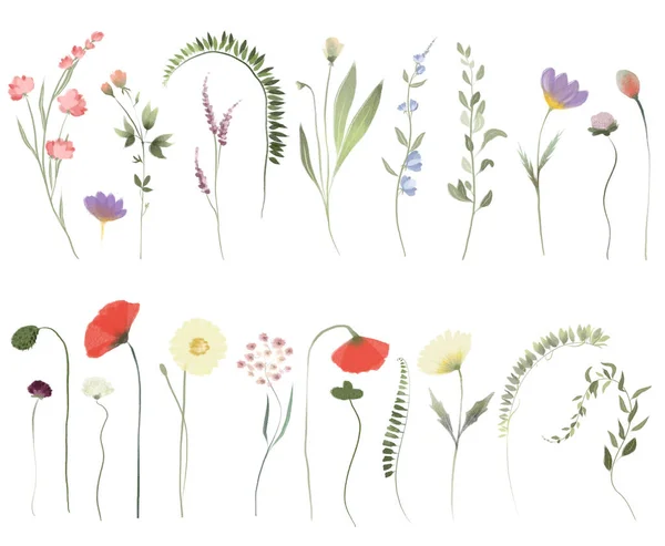 Set Watercolor Wildflowers Greenery Isolated Illustrations White Background — Stok fotoğraf