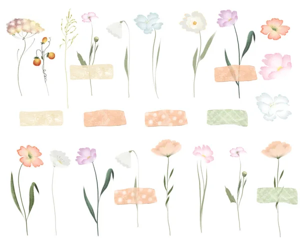 Zestaw Akwarelowych Dzikich Kwiatów Ziele Letnie Pojedyncze Ilustracje Białym Tle — Zdjęcie stockowe