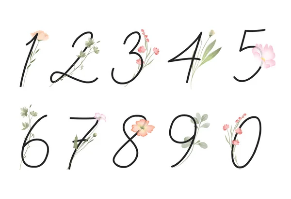 Set Floral Numbers Wildflowers Meadow Plants Isolated Illustration White Background — Stock fotografie