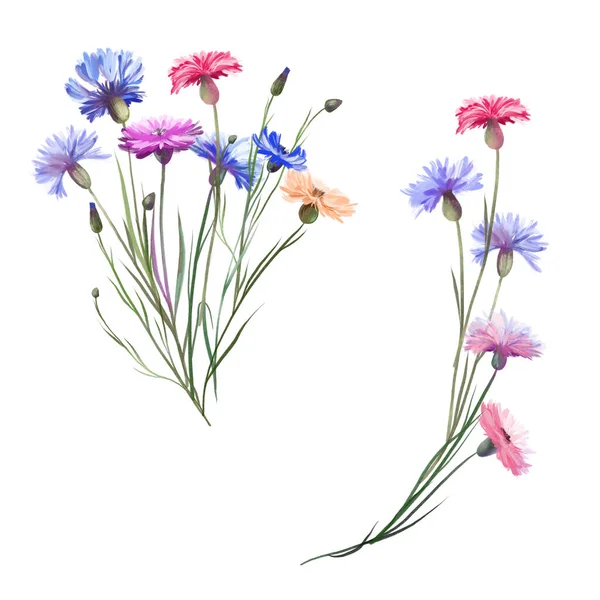 Bouquets Colorful Cornflowers Isolated Illustration White Background — Stockfoto