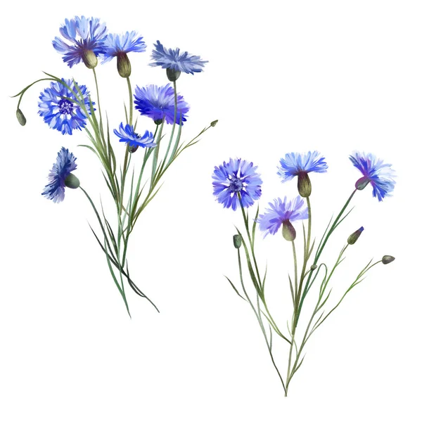 Bukiety Niebieskich Kwiatów Kukurydzy Odizolowana Ilustracja Białym Tle — Zdjęcie stockowe