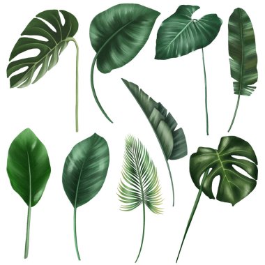 Yeşil tropikal yapraklar, tropikal çiçekler, beyaz arka planda izole edilmiş çizimler.