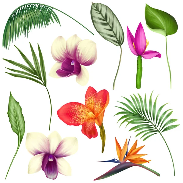 Set Green Tropical Leaves Bright Exotic Flowers Tropical Floral Clipart — Photo