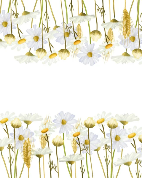 Card Template Floral Border Chamomiles Wheat Spikelets Illustration White Background — Stok fotoğraf