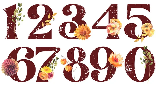 Set Floral Numbers Autumn Flowers Dahlia Asters Roses Isolated Illustration — Stock fotografie