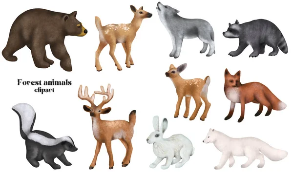 Set Winter Woodland Animals Forest Cute Characters Clipart Isolated Illustration — 图库照片