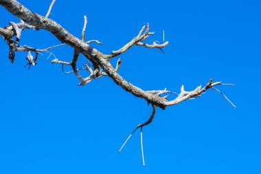 Ağaçların güzel kuru dalları mavi arka planda izole edilmiş. Ormandan güneş ışığıyla gelen kuru ahşap çubuklar..