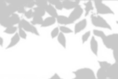 Leaves shadow and stems of tree pattern background on white concrete wall texture, black and white monochrome tone, nature art on wall.