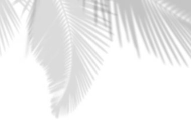 Abstract gray shadow background of natural palm leaves falling on white concrete wall texture with cracked line for background and wallpaper, black and white monochrome tone.