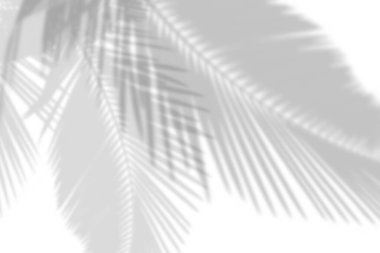 Abstract gray shadow background of natural palm leaves falling on white concrete wall texture with cracked line for background and wallpaper, black and white monochrome tone.