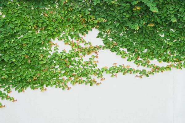 Green Creeper Plant on white wall