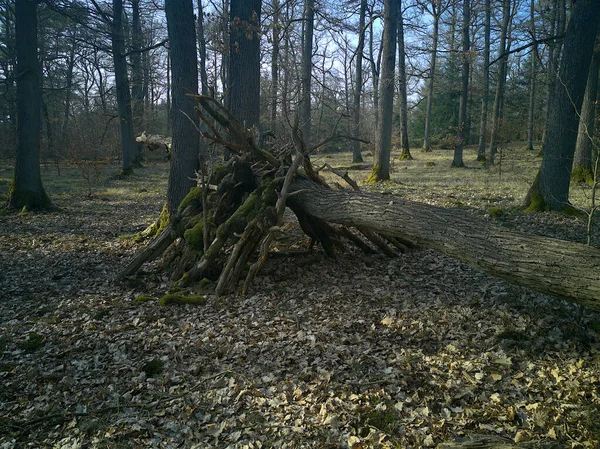 Sentier Dans Forêt — Photo