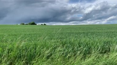 Yeşil çimenler. Bulutlar. Peyzaj.