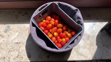 bir kutu içinde domates