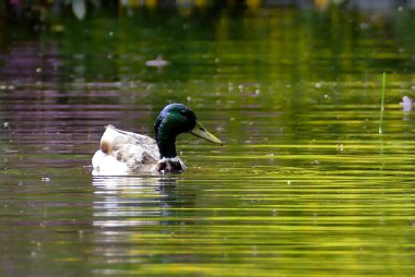 Parktaki vahşi ördekler.