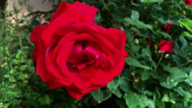 İçinde belgili tanımlık Bahçe, doğa geçmiş güzel çiçekler