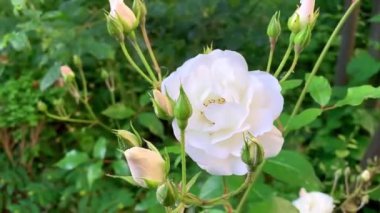 Güzel botanik resmi. Doğal çiçek arkaplanı. Parkta yeşil ve beyaz güller.