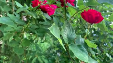 Bahçede yetişen kırmızı güller