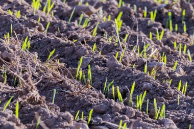 Bahar bitkilerinin arka planında yeşil mısır tarlası