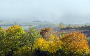 Ağaçlı bir ormanda manzara