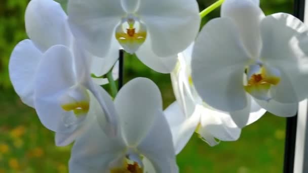 Flor Orquídea Alféizar Ventana — Vídeos de Stock