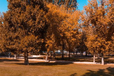 Parkta sonbahar manzarası. Uzayı kopyala Seçici odak.