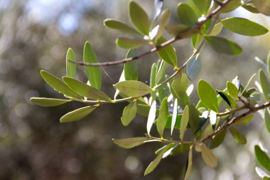 Zeytin dalı. Uzayı kopyala Seçici odak.