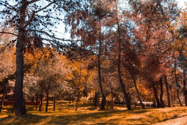 Parkta sonbahar manzarası. Uzayı kopyala Seçici odak.