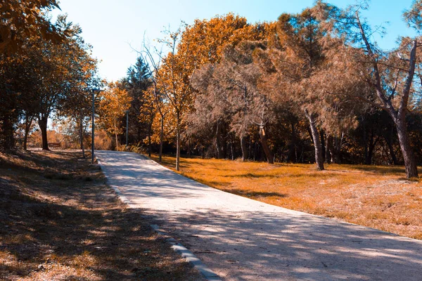 Písečná Stezka Mezi Stromy Parku Podzimního Dne Rozumím Selektivní Zaměření — Stock fotografie