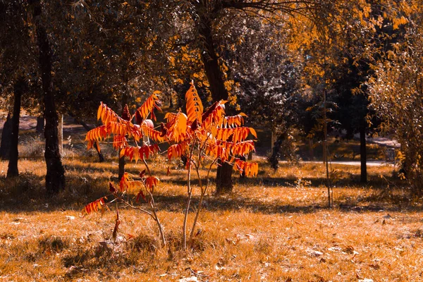 Podzimní Krajina Parku Rozumím Selektivní Zaměření — Stock fotografie