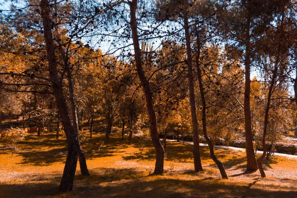 Podzimní Krajina Parku Rozumím Selektivní Zaměření — Stock fotografie