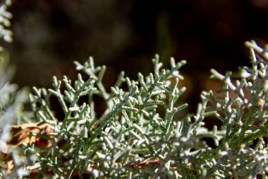 Yeşil kozalaklı dallar. Uzayı kopyala Seçici odak.