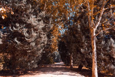 Bir sonbahar günü parkta ağaçlar arasındaki kum yolu. Uzayı kopyala Seçici odak.