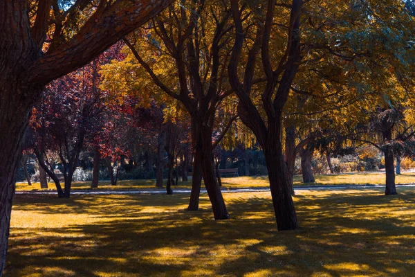 Autumn Landscape Park Copy Space Selective Focus — Stock Photo, Image