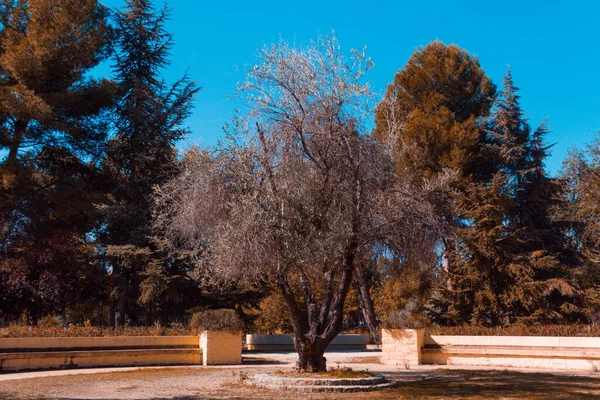 Olive Tree Park Autumn Day Copy Space Selective Focus — Stock Photo, Image