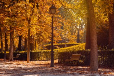 Sonbaharda banklı bir parkın resmi. Seçici odak.