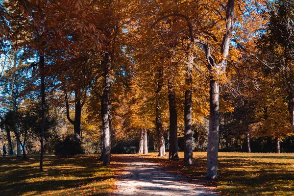 Осенние Цвета Парке Леса Падшие Листья Свет Тени Селективный Фокус — стоковое фото