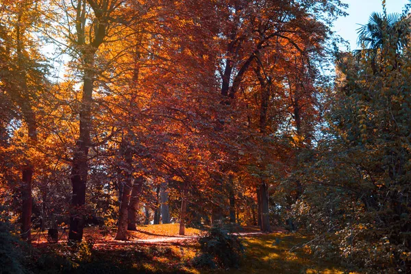 Podzimní Barvy Lesích Parku Padlé Listy Světla Stíny Selektivní Zaměření — Stock fotografie