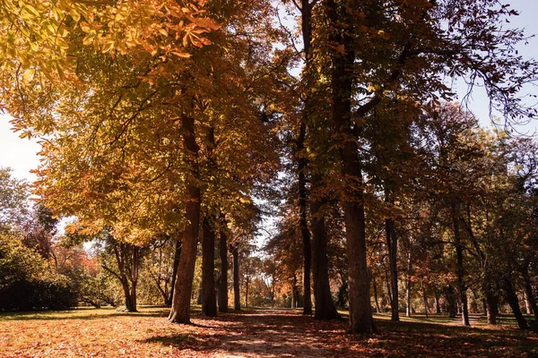 Cores Outono Uma Floresta Parque Folhas Caídas Luzes Sombras Foco — Fotografia de Stock