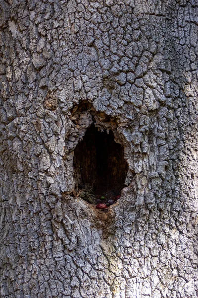 Delikli Ağaç Gövdesi Arkaplan Dokusu — Stok fotoğraf