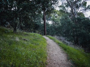Çam ormanındaki patika. Sihirli ve gizemli kış manzarası. Boşluğu kopyala.