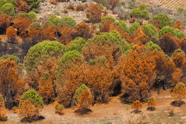 Árvores Queimaram Depois Fogo Florestal Uma Montanha Foco Seletivo — Fotografia de Stock