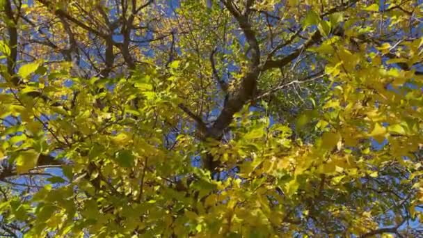 Gyllene Löv Träd Hösten Sidoförflyttning — Stockvideo